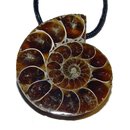 Ammonit Anhnger mit Bohrung ca. 35 x 30 mm mit schwarzem...
