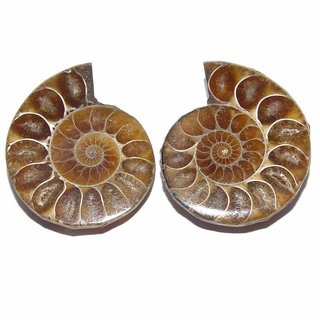 Ammonit Paar Fossil aus Madagaskar mini je Hlfte ca. 25 mm