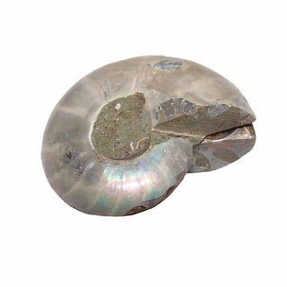 Ammonit Paar Fossil aus Madagaskar mini je Hlfte ca. 25 mm