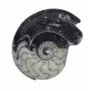 Goniatit versteinertes Fossil (Ammonit) fossiles Gehäuse...