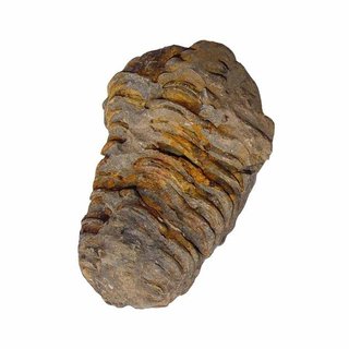 Trilobit Fossil ca. 50 - 60 mm x 30 mm aus Marokko ca. 350 Millionen Jahre alt
