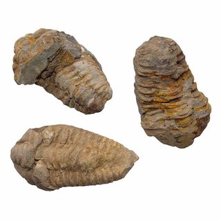 Trilobit Fossil ca. 50 - 60 mm x 30 mm aus Marokko ca. 350 Millionen Jahre alt