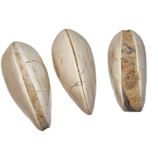 Swasser Muschel Unionoidea komplett versteinert und poliert aus Madagaskar ca. 150 Mio J. alt