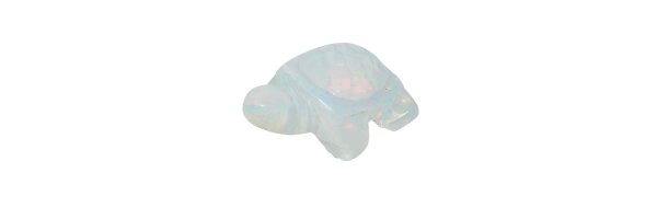 Schildkröten mittel