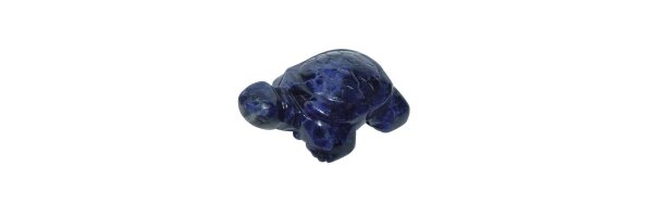 Schildkröten groß
