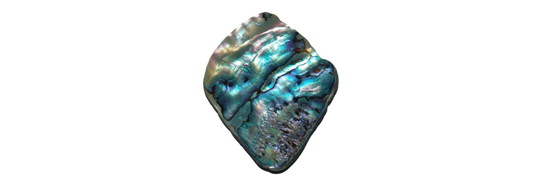 Paua Shell