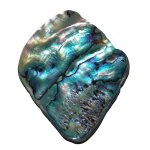 Paua Shell