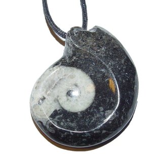 Goniatit Anhnger gro versteinertes Fossil (Ammonit) fossiles Gehuse eines Kopfflers ca. 35 - 40 mm