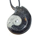 Goniatit Anhnger gro versteinertes Fossil (Ammonit)...