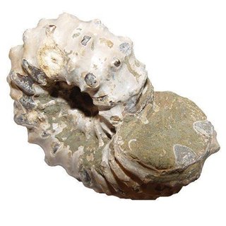 Ammonit Douvilleiceras Natur belassen Rarität Versteinerung für Sammler ca. 70 mm