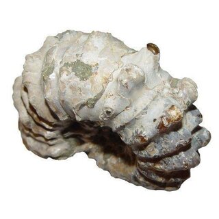 Ammonit Douvilleiceras Natur belassen Rarität Versteinerung für Sammler ca. 70 mm