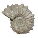 Ammonit Douvilleiceras Natur belassen Rarität Versteinerung für Sammler ca. 70 mm