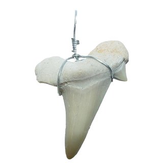 Haifisch - Zahn versteinert als Kettenanhänger mit Metallöse und Band ca. 20 - 30 mm