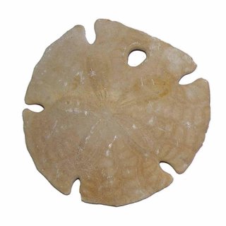 Seeigel versteinert Fossil auch Sanddollar genannt aus Marokko Größe ca. 60 -...