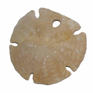 Seeigel versteinert Fossil auch Sanddollar genannt aus Marokko Gre ca. 60 -...
