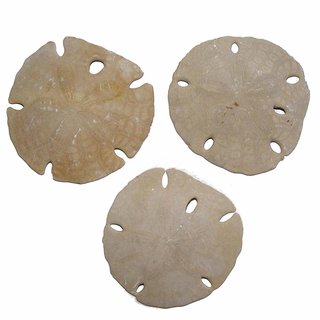 Seeigel versteinert Fossil auch Sanddollar genannt aus Marokko Gre ca. 60 -...