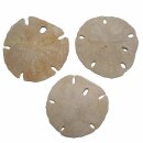 Seeigel versteinert Fossil auch Sanddollar genannt aus...