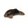Tigerauge Delfin / Delphin  ca. 30  mm