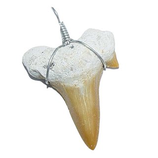 Haifisch Zahn Fossil versteinert als Anhänger mit Band