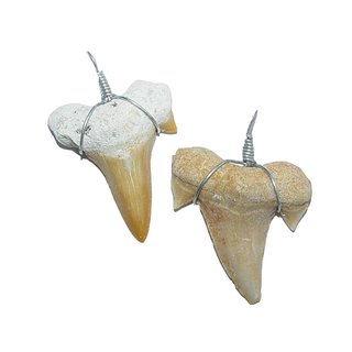 Haifisch Zahn Fossil versteinert als Anhänger mit Band