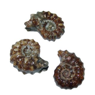 Ammonit Rippenammonit poliert Rarität Versteinerung für Sammler ca. 30 - 40 mm