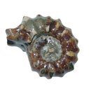 Ammonit Rippenammonit poliert Rarität Versteinerung für...