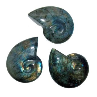 Labradorit in Ammonit Schnecken Form A* Extra Steinqualität und Polierung ca 55 -65 mm