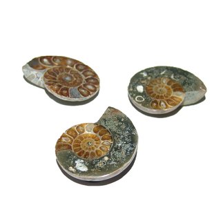 Ammonit Versteinerung mit Magnet ein Hingucker als Kühlschrankmagnet oder für Ihre Magnettafel / Magnetwand