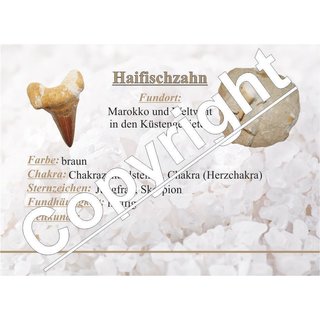 Haizahn in Sandstein eingearbeitet Zahn ca. 25 - 30 mm, Sanstein ca. 50 - 60 mm