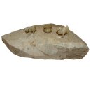 Speckstein Rohling Rohstein grau - braun zum modelieren ca. 4 - 6  kg, ca. 25 - 30 cm