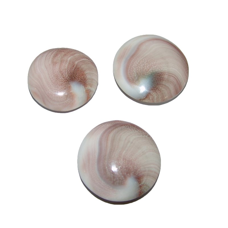 Operculum Shiva's 40 x 30  mm Auge  flacher Handschmeichler Tropfenform ca 