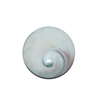 Operculum Shivas - Auge  flacher Handschmeichler ca. 35 - 40 mm