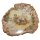 Baumscheibe versteinerte Holz Scheibe aus Madagaskar ca. 45 -55 mm ca. 150 Millionen Jahre