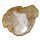Baumscheibe versteinerte Holz Scheibe aus Madagaskar ca. 45 -55 mm ca. 150 Millionen Jahre