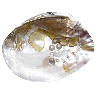 Perlmutt Muschel natur eingewachsener Perle ca. 15 x 10 cm ideal zur Deko