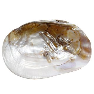 Perlmutt Muschel natur eingewachsener Perle ca. 15 x 10 cm ideal zur Deko