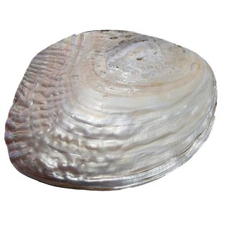 Perlmutt Muschel natur eingewachsener Perle ca. 15 x 10 cm ideal zur Deko