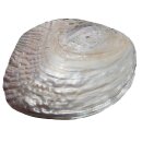 Perlmutt Muschel natur eingewachsener Perle ca. 15 x 10 cm ideal zur Deko
