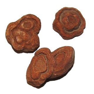 Stromatolith eines der ltesten Fossilien dieser Erde aus dem Zeittalter: Archaikum  ca. 30 - 50 mm