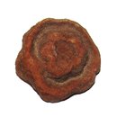 Stromatolith eines der ältesten Fossilien dieser Erde aus...