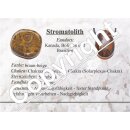 Stromatolith eines der ältesten Fossilien dieser Erde aus dem Zeittalter: Archaikum  ca. 30 - 50 mm