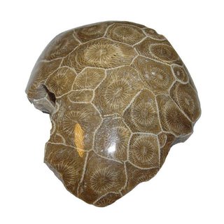 Koralle versteinert auch Petoskey Stein genannt einseitig poliert ca. 70-90 mm aus Marokko