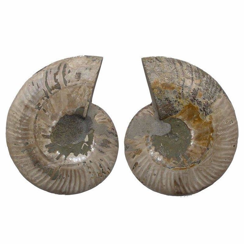 596 g Fossilien Ammonit Schnecke 167 p XXL Ammoniten Paar Poliert Ø ca 140 mm 