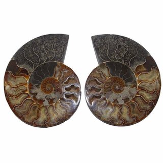 Ammonit Paar XXL Fossil aus Madagaskar je Hälfte  Ø ca. 12 - 15 cm
