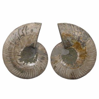 Ammonit Paar XXL Fossil aus Madagaskar je Hälfte  Ø ca. 12 - 15 cm