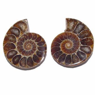 Ammonit Paar Fossil aus Madagaskar je Hälfte ca.30 - 35 mm