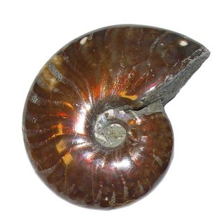 Ammonit Cleoniceras Fossil ca. 100 Millionen Jahre alt ca. 35-38 mm opalisierend
