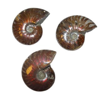 Ammonit Cleoniceras Fossil ca. 100 Millionen Jahre alt ca. 35-38 mm opalisierend