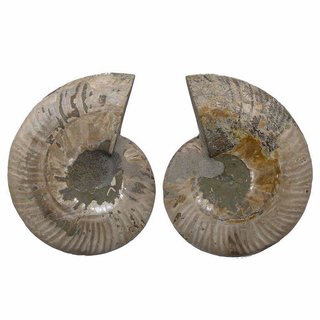 Ammonit Paar Fossil aus Madagaskar je Hlfte ca. 70- 80 mm