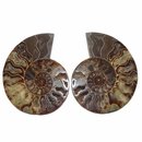Ammonit Paar Fossil aus Madagaskar je Hälfte ca. 70- 80 mm
